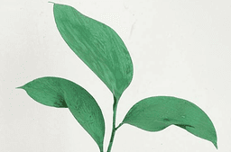 Green plant leaves